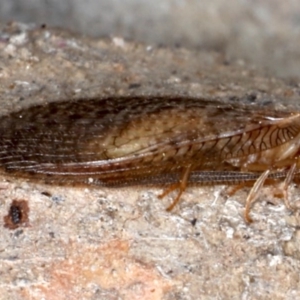 Psychobiella sp. (genus) at Majura, ACT - 20 Aug 2020 05:39 PM