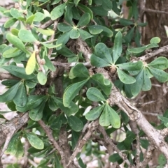 Lycium ferocissimum (African Boxthorn) at Majura, ACT - 21 Aug 2020 by JaneR