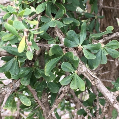 Lycium ferocissimum (African Boxthorn) at Majura, ACT - 21 Aug 2020 by JaneR