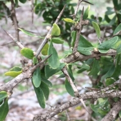 Lycium ferocissimum at Majura, ACT - 21 Aug 2020