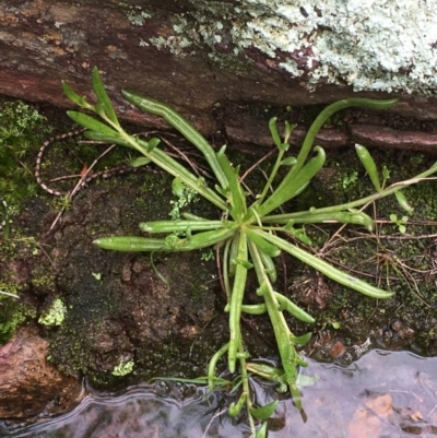 Calandrinia eremaea (Small Purslane) at Majura, ACT - 22 Aug 2020 by JaneR