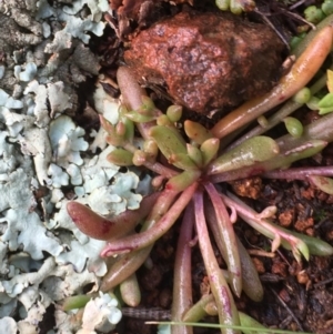 Calandrinia eremaea at Majura, ACT - 22 Aug 2020