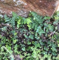 Cheilanthes sp. (Rock Fern) at Mount Ainslie - 22 Aug 2020 by JaneR