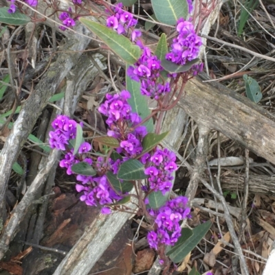 Hardenbergia violacea (False Sarsaparilla) at Majura, ACT - 22 Aug 2020 by JaneR