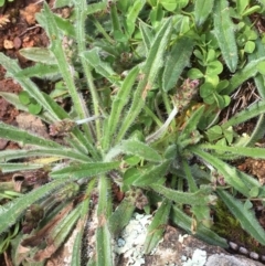 Plantago gaudichaudii (Narrow Plantain) at Majura, ACT - 22 Aug 2020 by JaneR