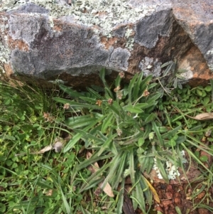 Plantago gaudichaudii at Majura, ACT - 22 Aug 2020