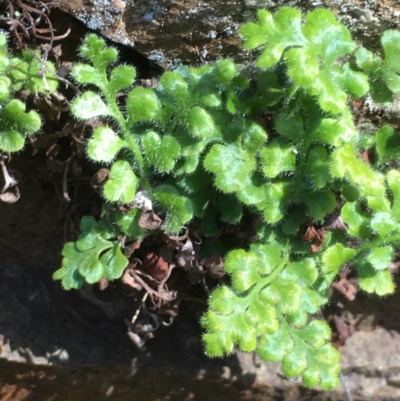 Pleurosorus rutifolius (Blanket Fern) at Majura, ACT - 22 Aug 2020 by JaneR