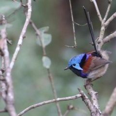 Malurus lamberti (Variegated Fairywren) at Mirador, NSW - 22 Aug 2020 by Leo