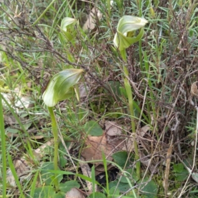 Pterostylis curta (Blunt Greenhood) at Albury - 15 Aug 2020 by RosieS