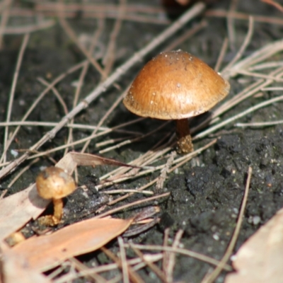 Pholiota highlandensis at Moruya, NSW - 22 Aug 2020 by LisaH