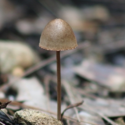 Panaeolus sp. at Moruya, NSW - 22 Aug 2020 by LisaH