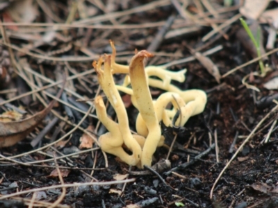 Clavulinopsis depokensis at Moruya, NSW - 22 Aug 2020 by LisaH