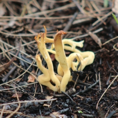 Clavulinopsis depokensis at Moruya, NSW - 22 Aug 2020 by LisaH