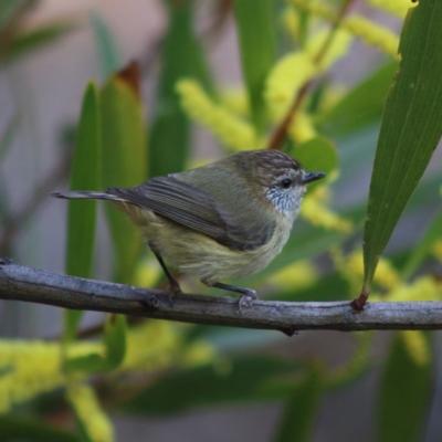 Acanthiza lineata (Striated Thornbill) at Moruya, NSW - 21 Aug 2020 by LisaH