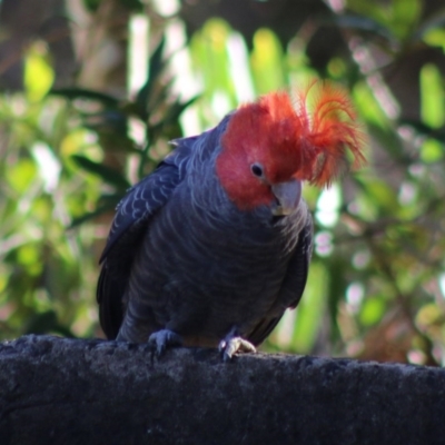 Callocephalon fimbriatum (Gang-gang Cockatoo) at Moruya, NSW - 22 Aug 2020 by LisaH