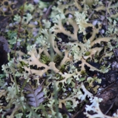 Cladia muelleri (A lichen) at Moruya, NSW - 22 Aug 2020 by LisaH