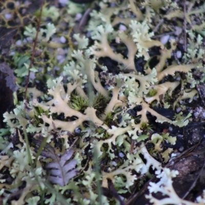 Cladia muelleri (A lichen) at Moruya, NSW - 22 Aug 2020 by LisaH