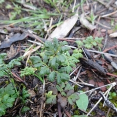 Cheilanthes austrotenuifolia at Carwoola, NSW - 16 Aug 2020