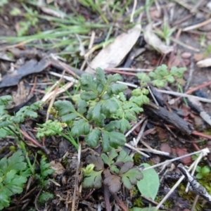 Cheilanthes austrotenuifolia at Carwoola, NSW - 16 Aug 2020