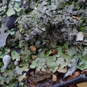 Parmeliaceae (family) at Carwoola, NSW - 16 Aug 2020