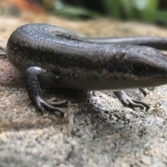 Carlia tetradactyla (Southern Rainbow Skink) at Albury - 21 Aug 2020 by Damian Michael