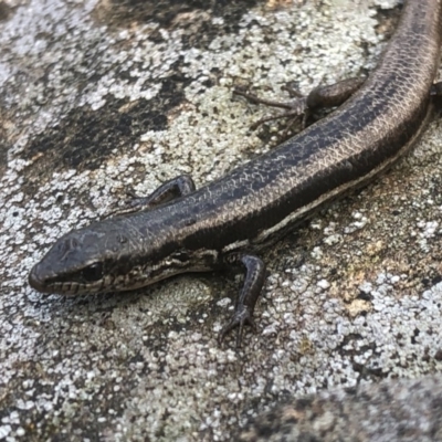 Morethia boulengeri (Boulenger's Skink) at Albury - 21 Aug 2020 by Damian Michael