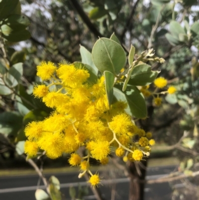 Acacia podalyriifolia (Queensland Silver Wattle) at Hamilton Valley, NSW - 21 Aug 2020 by Damian Michael