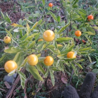 Solanum pseudocapsicum (Jerusalem Cherry, Madeira Cherry) at Cook, ACT - 17 Aug 2020 by dwise