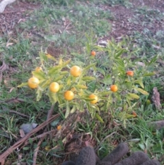 Solanum pseudocapsicum at Cook, ACT - 17 Aug 2020 04:39 PM