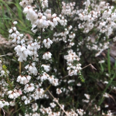 Cryptandra amara (Bitter Cryptandra) at Lavington, NSW - 22 Aug 2020 by DamianMichael