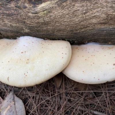 Crepidotus sp. (Crepidotus) at Moruya, NSW - 22 Aug 2020 by LisaH