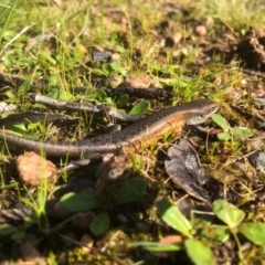 Carlia tetradactyla (Southern Rainbow Skink) at Hamilton Valley, NSW - 21 Aug 2020 by Damian Michael