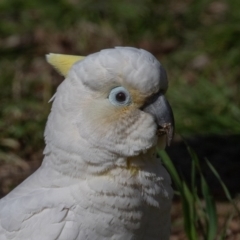 Cacatua galerita x tenuirostris/sanguinea (hybrid) at Symonston, ACT - 22 Aug 2020