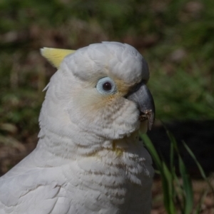 Cacatua galerita x tenuirostris/sanguinea (hybrid) at Symonston, ACT - 22 Aug 2020