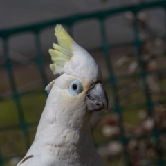 Cacatua galerita x tenuirostris/sanguinea (hybrid) at Symonston, ACT - 22 Aug 2020