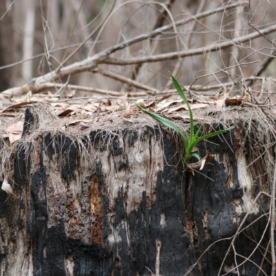 Cymbidium suave (Snake Orchid) at Moruya, NSW - 22 Aug 2020 by LisaH