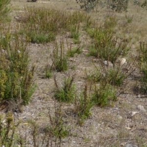 Xerochrysum sp. at Stromlo, ACT - 27 Sep 2017