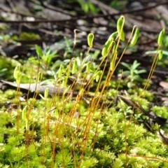 Rosulabryum sp. (A moss) at Bruce Ridge to Gossan Hill - 11 Aug 2020 by JanetRussell