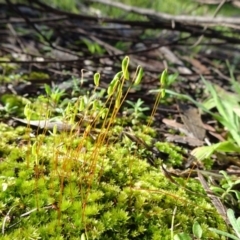 Rosulabryum sp. at Bruce, ACT - 11 Aug 2020 02:42 PM