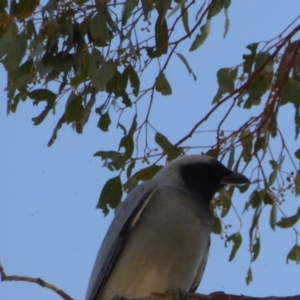 Coracina novaehollandiae at Chapman, ACT - 27 Sep 2017