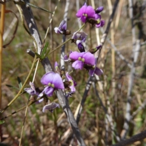 Glycine clandestina at Stromlo, ACT - 27 Sep 2017