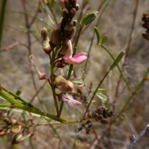 Indigofera adesmiifolia at Chapman, ACT - 27 Sep 2017