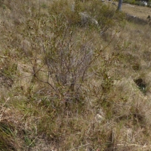 Indigofera adesmiifolia at Chapman, ACT - 27 Sep 2017 01:37 PM