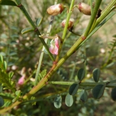 Indigofera adesmiifolia at Chapman, ACT - 27 Sep 2017 01:37 PM