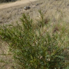 Indigofera adesmiifolia at Chapman, ACT - 27 Sep 2017 01:37 PM