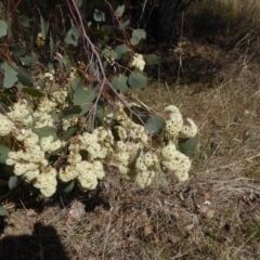 Eucalyptus polyanthemos subsp. polyanthemos (Red Box) at Stromlo, ACT - 27 Sep 2017 by AndyRussell