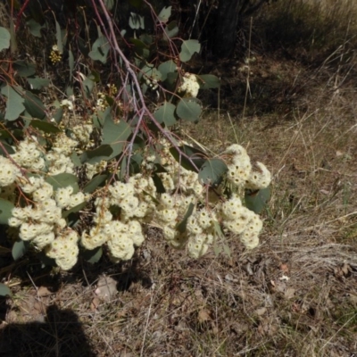 Eucalyptus polyanthemos subsp. polyanthemos (Red Box) at Stromlo, ACT - 27 Sep 2017 by AndyRussell