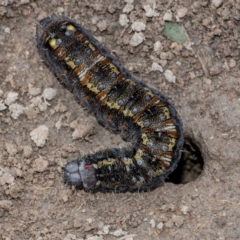 Apina callisto (Pasture Day Moth) at Googong, NSW - 21 Aug 2020 by WHall