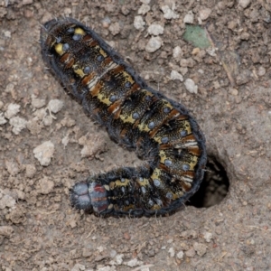 Apina callisto at Googong, NSW - 21 Aug 2020 01:41 PM