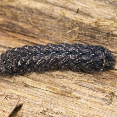 Lepidoptera unclassified IMMATURE moth at Googong, NSW - 18 Aug 2020 by WHall